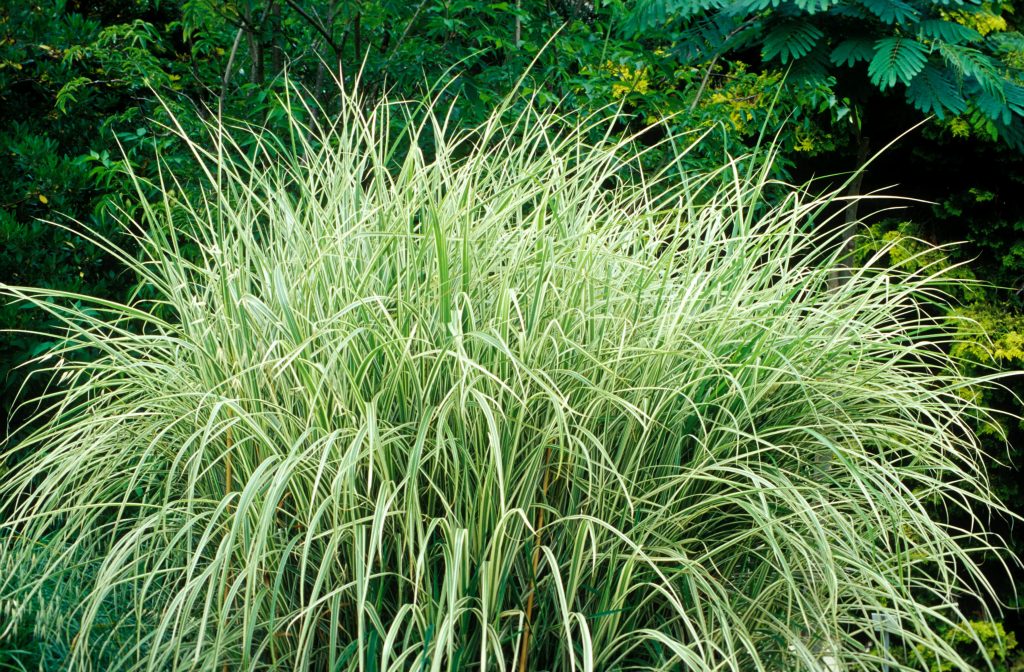 Grass Plants